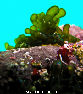 A strange seaweed Utriculum by Alberto Romeo 